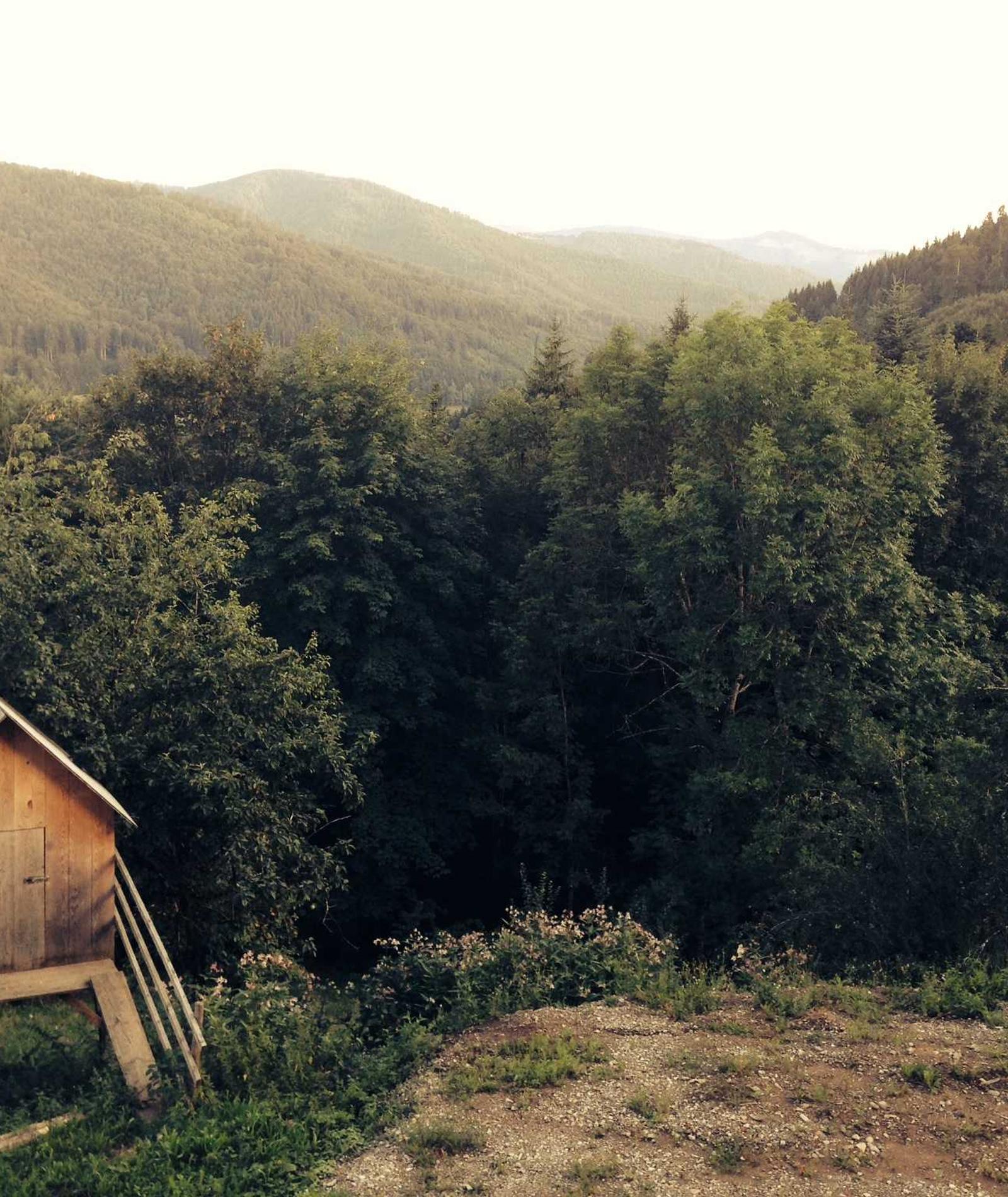 A small timber cabin at the edge of a forest