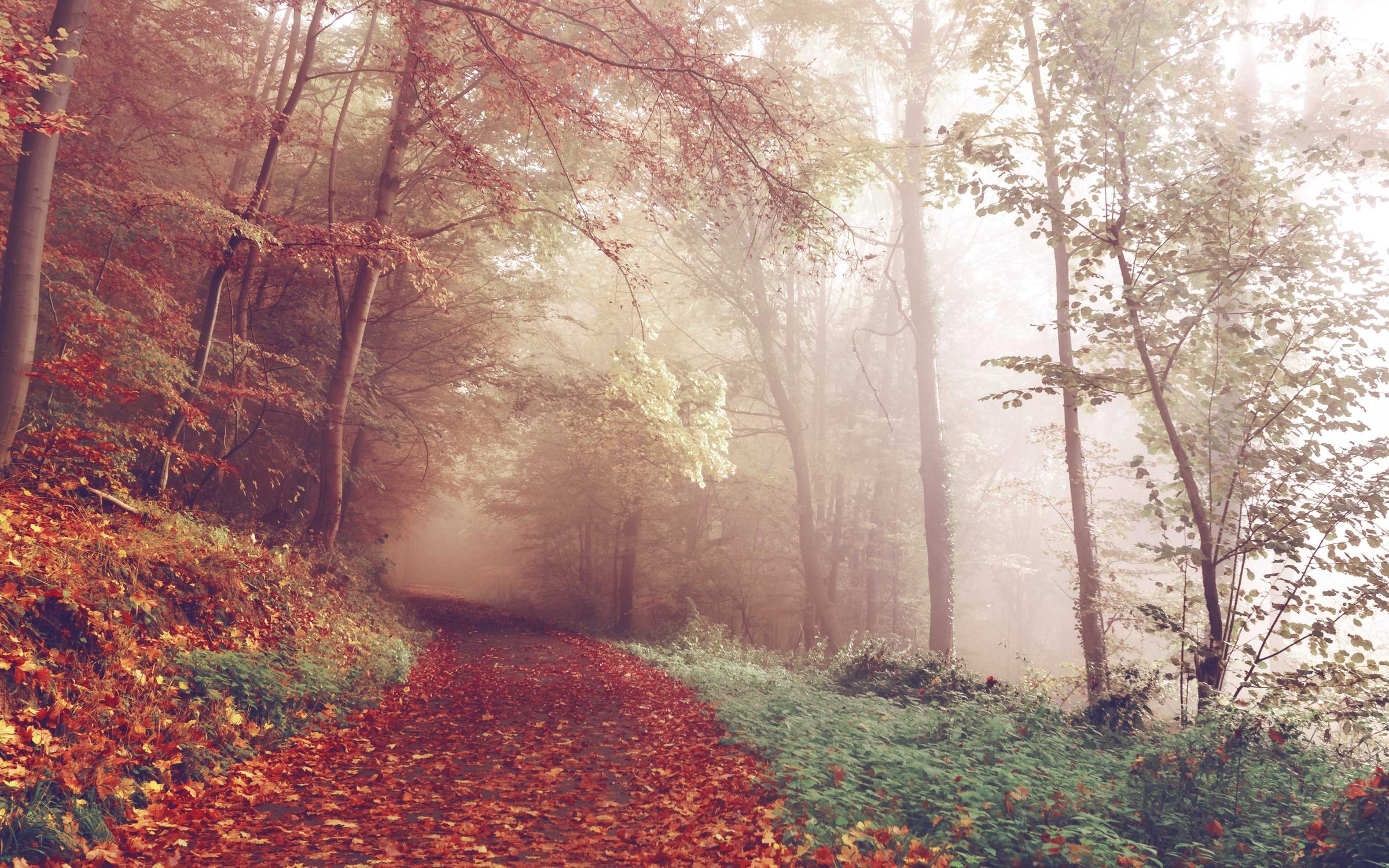 A forest path covered in red and gold leaves